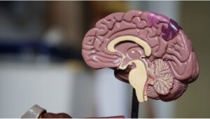 3D diagram of the human brain