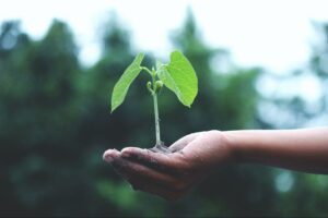 plant growing in hand