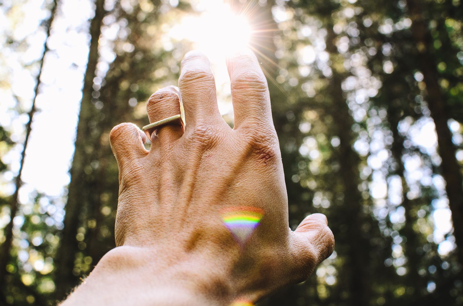 trees, light, prism, hand pointing to sun