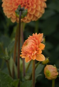 Orange Flower