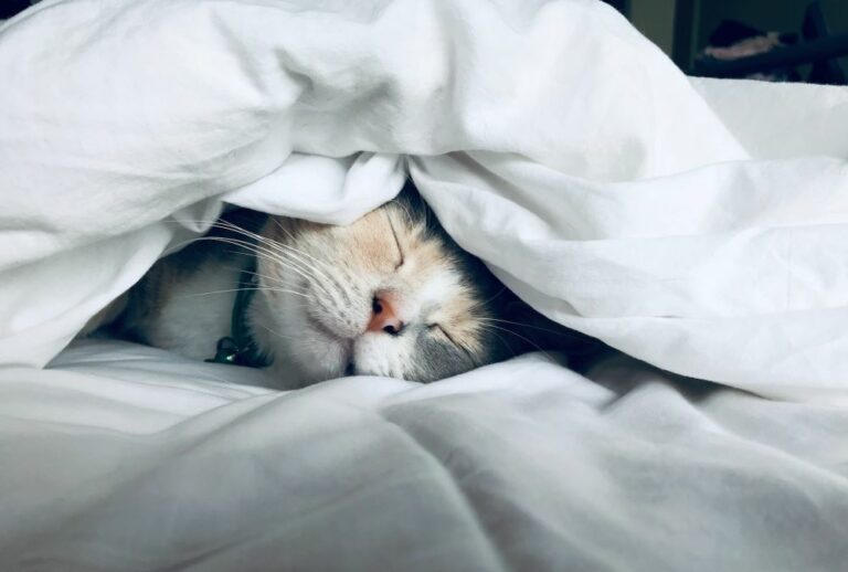 Cat sleeping under blanket